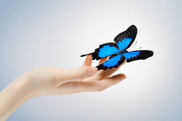 青いアゲハ蝶