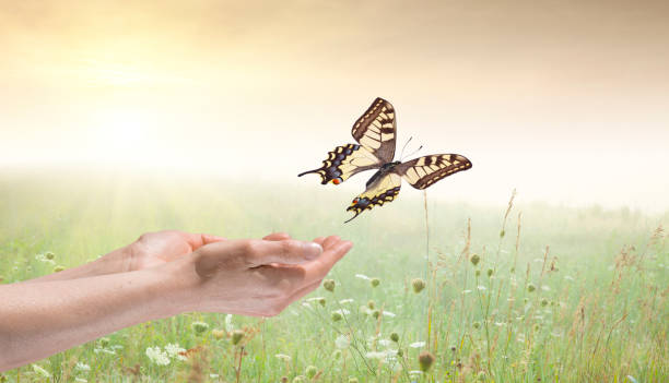 草原で女性の手から飛び立つアゲハ蝶